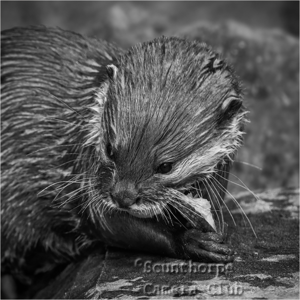 Otter Pup feeding